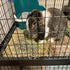 Rabbits,11.0"x8.3" Toy(4 PINVNBY Straw Mats for Natural Bunny Grass Mat,Handwoven Rabbit Hay Mat Small Animal Bedding