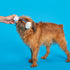 Barkbox Toy G BIV Rainbow Super Chewer Tug Toy for Aggressive Chewers with Double Reinforced Strap