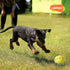 LaRoo Durable Natural Rubber Squeaky Dog Ball Toy, Teeth Cleaning Chew Toy for Medium and Large Dogs (9CM Green)