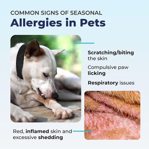 Vetnique Dermabliss Anti Itch Spray for Dogs & Cats, Hydrocortisone for Allergies, Fragrance Free, 4oz