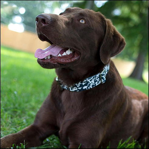 Country Dairy Cow Print Polyester Webbing - Brook Design