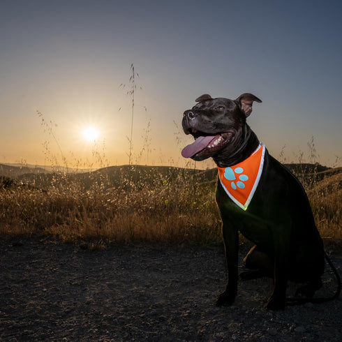 Orange Dog Bandana, Hi-Visibility Reflective Blaze for Large and Small Pets, Safety Accessories for Walking, Camping,