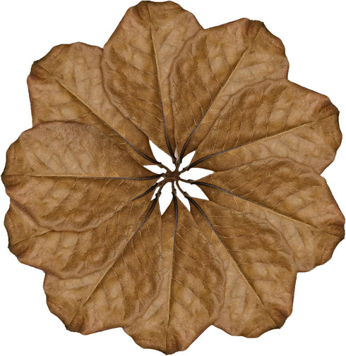 SunGrow Leaf Litter for Snakes, 10 Pcs Medium Indian Almond Catappa Leaves for Humidity in Reptile Tank Decor