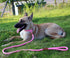 Lynxking Dog Leash Slip Lead, 5 6 8 FT Heavy Duty Braided No Pull Training Leash for Small to Large Dogs
