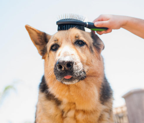 Pet Magasin Professional Grooming Brushes (Pack of 3) - Double Sided Brush, Long Tooth Rake & De-Matting Comb