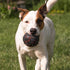 4" Chew King Supreme Durable Rubber Dog Ball for Aggressive Chewers, Treat-Dispensing Heavy-Duty Chew Toy with Safety