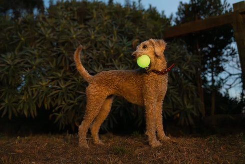Harry Barker Rubber Balls and Chew Stick, 2.5" Glow Balls, Rubber Bone for Dogs