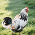Magnoloran Chicken Diapers for Hens, Roosters, Diapers for Ducks with Walking Leash, Reusable Pet Duck Diapers Chick