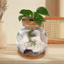 POPETPOP Clear Glass Desktop Fish Bowl with Wood Lid and Bamboo Stand, Hydroponic Planter Vase