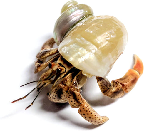 Store 1 Live Hermit Crab Shipped Now-with Premium Hermit Crab Shells: Land Crabs