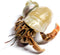 Store 1 Live Hermit Crab Shipped Now-with Premium Hermit Crab Shells: Land Crabs
