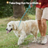 Grand Line Slip Lead Dog Leash - 5FT Reflective Slip Rope for Puppy Training and Walking (Blue, Medium)