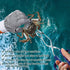 Poen 24'' 20'' 12'' Wire Grid Bottom Crab Nets Two Ring Crab Kit with Harness and Bait Clip x x Foldable Fishing Net