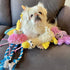 5 Packs Nocciola Squeaky Dog Toy Plushies, Cute Soft Squeak Crinkle Plush Stuffed Durable Pet Animal Chew Puppy Toys