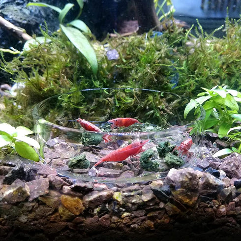 1PCS 60mm/65mm Aquarium Shrimp Feeding Dish, Glass Round Fish Feeder Bowl for Reptiles Water Food Clear Dishes Tray