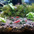 1PCS 60mm/65mm Aquarium Shrimp Feeding Dish, Glass Round Fish Feeder Bowl for Reptiles Water Food Clear Dishes Tray