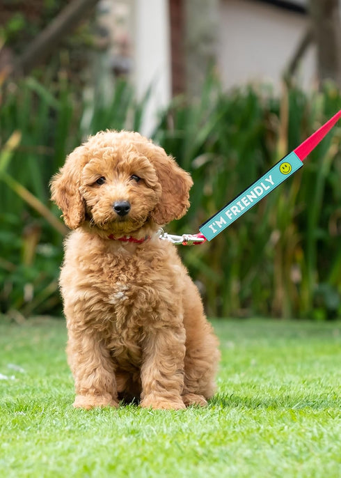 Pet Leash Wrap - I'm Friendly