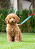 Pet Leash Wrap - I'm Friendly