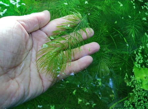 Generic 4 3 6-8 Inch Bunches of Live Hornwort Aquarium Plants, Stems Each Bunch, Length, Freshwater Submerged Plants