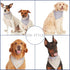 Reversible Purple Floral Dog Bandana - Cotton Handkerchief for Small Dogs, Cats, Puppies, Single Piece