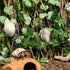 15.75 Reptile Hermit Crab Climbing Toys in Sweet Potato Leaves Expandable Retractable Plastic Simulation Trellis Hedge