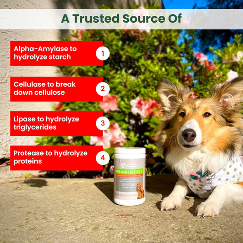 PawMedica Probiotics for Dogs - Digestive Enzymes, Prebiotics & Chews, Made in USA, 60 Dog Probiotic Chews
