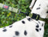 Tuff Pupper Waterproof Action Collar - Heavy Duty Tear Proof Dog Collar with Rust-Proof Hardware for Active Dogs