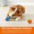 Amazon Basics Dog Treat Dispensing Chew Toy, Medium, 2-Pack, Multi Color