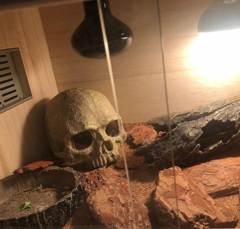 Desert Reptile Decor Skull Fish Tank Decorations, Bearded Dragon Accessories, Desert Reptile Decor, Bearded Dragon