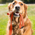 Browning Classic Dog Leash, Safety Orange, 6ft x 1in