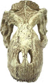 Komodo Reptile Terrarium T-Rex Skull Ornament, Large Easy to Clean Aquarium or Habitat Decoration