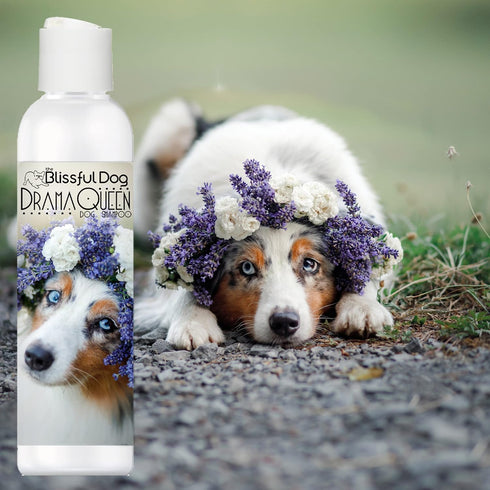 16 oz. The Blissful Dog Australian Shepherd Drama Queen Shampoo