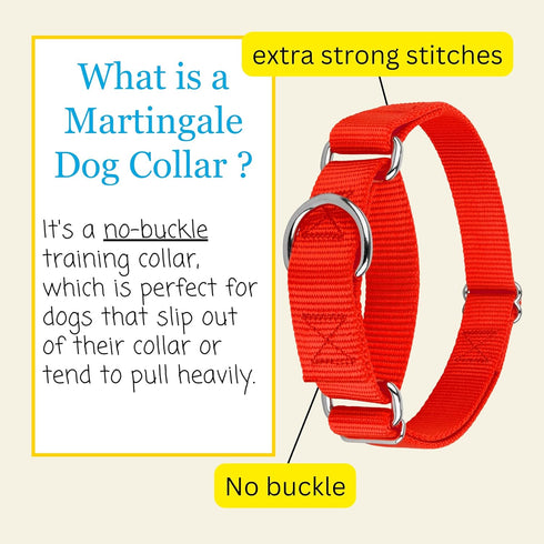 Country Brook Petz Martingale Dog Collar - Heavy-Duty No Buckle Training Collar for All Pups, Hot Orange, 1 Inch, Medium
