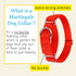 Country Brook Petz Martingale Dog Collar - Heavy-Duty No Buckle Training Collar for All Pups (Hot Orange, 1 Inch, Large)
