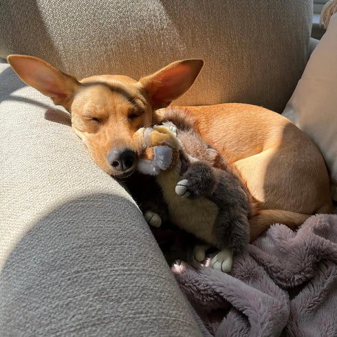 RUFFIN' IT Reaowazo Woodlands Plush Squirrel Dog Toy, Small