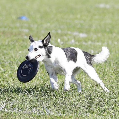 Hyperflite Pup Jawz Dog Flying Disc, World's Toughest Canine Competition-Approved, 7 Inch, Black