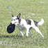 Hyperflite Pup Jawz Dog Flying Disc, World's Toughest Canine Competition-Approved, 7 Inch, Black