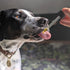 3 6 Immune 2 oz Hemp Well Thrive Oil for Dogs & Cats, Organic Hemp Oil, Omega & Supplement for Skin & Coat, Hip