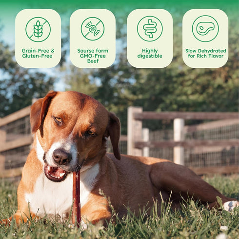 6 Inch 8oz MASSTICK Normal Bully Sticks for Dogs Thick Minimal Odor Beef Dog Chews Fully Digestible Chew Sticks