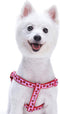 Blueberry Pet Essentials 2 Patterns Step-in Ladybug Designer Dog Harness, Chest Girth 16.5" - 21.5", Small