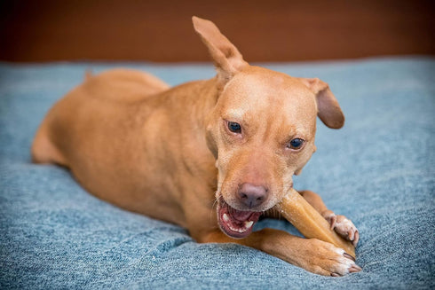 KATHMANDU'S Authentic Himalayan Cheese Dog Chews for Small Dogs, Pack of 15, Improved Dental Hygiene & Protein-Rich
