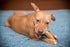 KATHMANDU'S Authentic Himalayan Cheese Dog Chews for Small Dogs, Pack of 15, Improved Dental Hygiene & Protein-Rich