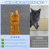 23.6x15.8 Cat Wall Scratcher Mat - Anti Cats Scratch Furniture Protector for Indoor, Trimmable Pad Board