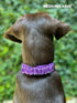 Heavy Duty Dog Collar with Handle, Ballistic Nylon Reflective Collar with Adjustable Stainless Steel Hardware