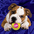 Nerf Dog 2.5in Squeak Armor Tennis Ball Dog Toys 3-Pack - Yellow/Pink, Orange/Blue, Blue/Green
