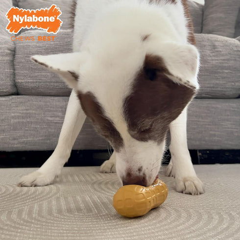 Nylabone Strong Chew Fillable Peanut Dog Chew Toy, Medium/Wolf, Allergen-Free Peanut Butter