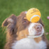 Hyper Pet Tennis Balls for Dogs, Interactive Dog Toys for Exercise and Training - 4 Pack 2.5" Orange