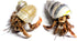 Store 2 2 Nature Gift Live Hermit Crabs Shipped Now-with Premium Hermit Crab Shells: Land Crabs with Extra Shells