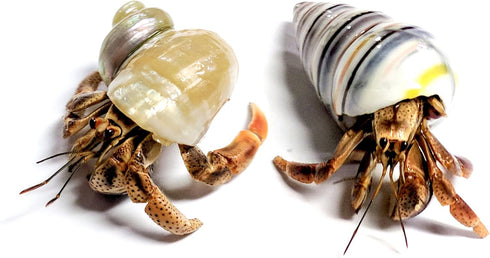Store 2 Live Hermit Crabs Shipped Now-with Premium Hermit Crab Shells: Land Crabs