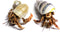 Store 2 Live Hermit Crabs Shipped Now-with Premium Hermit Crab Shells: Land Crabs